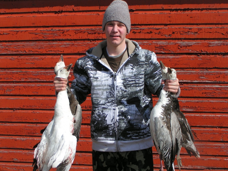 Handful of Snow Geese